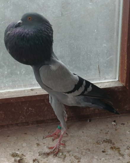 Grthard F�hrlinger