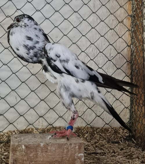 Storch -3