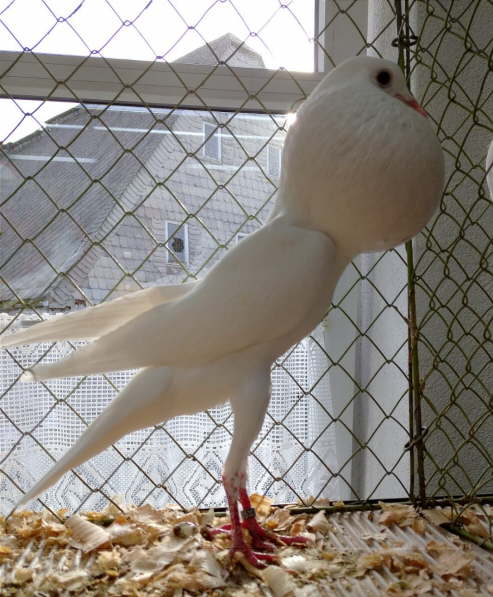 Weiß