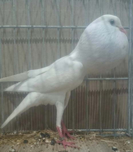 Weiß