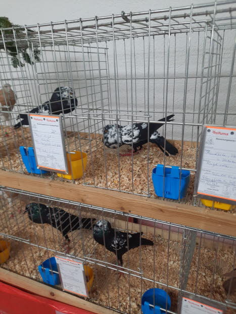 auf der Ausstellung - Tiere