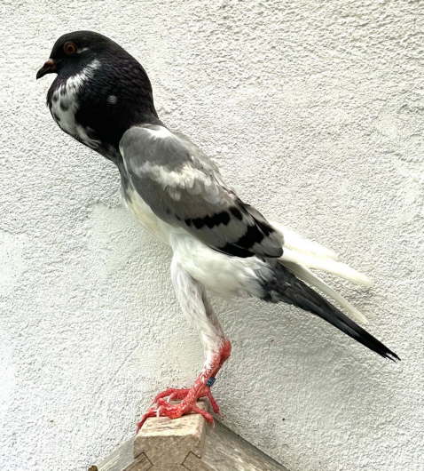 bei Florian