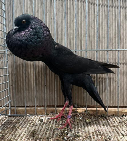 von Jungz�chter Luca