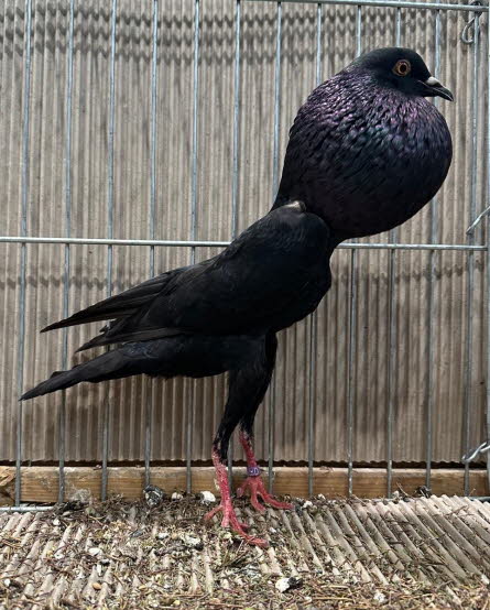 von Jungz�chter Luca -2